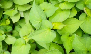 Trẻ nhỏ ăn rau diếp cá có giúp phòng bệnh hô hấp? Trẻ nhỏ ăn rau diếp cá có giúp phòng bệnh hô hấp?